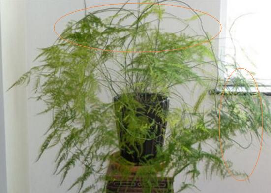 文竹怎么修剪，文竹的修剪方法圖解