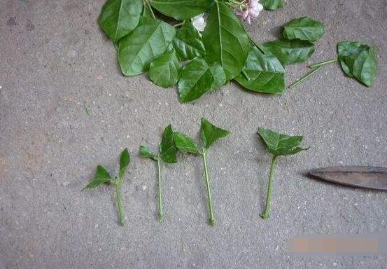 茉莉花怎么繁殖，茉莉花繁殖方法