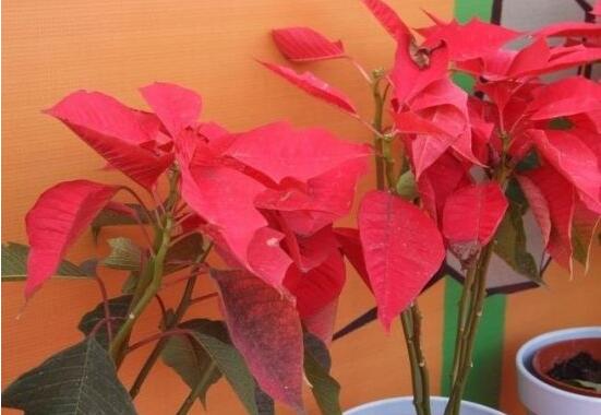 一品紅花語是什么，一品紅花語代表著我的心正在燃燒