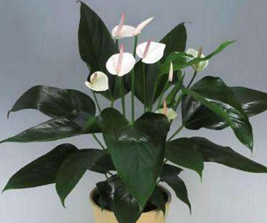 一帆風順的品種有哪些，一帆風順花品種圖片大全