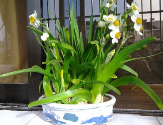 水仙花的栽培技術，盤點水培與土培簡單操作步驟