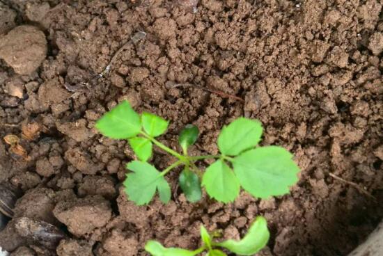 月季什么時候種最合適，月季花的種植方法