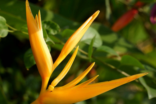 天堂鳥開裂的葉子修復(fù)，保溫增濕/殺蟲換土