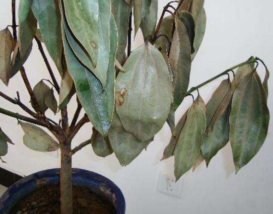 平安樹爛根還有救嗎，平安樹爛根了怎么辦