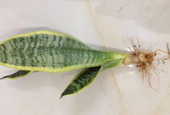 虎皮蘭可以水養(yǎng)嗎，虎皮蘭水培生根方法