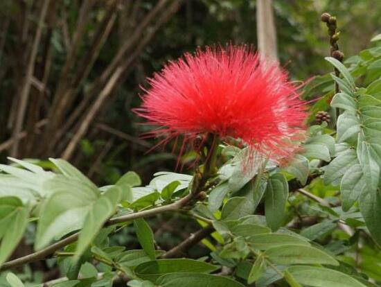 含羞草有什么寓意嗎，含羞草花語是什么