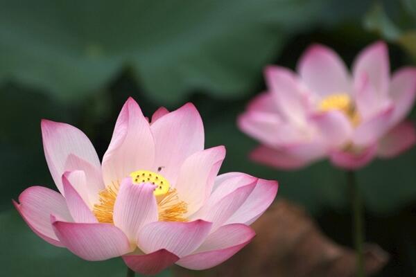 室內(nèi)荷花冬天怎么養(yǎng)，保證溫度并加強(qiáng)光照