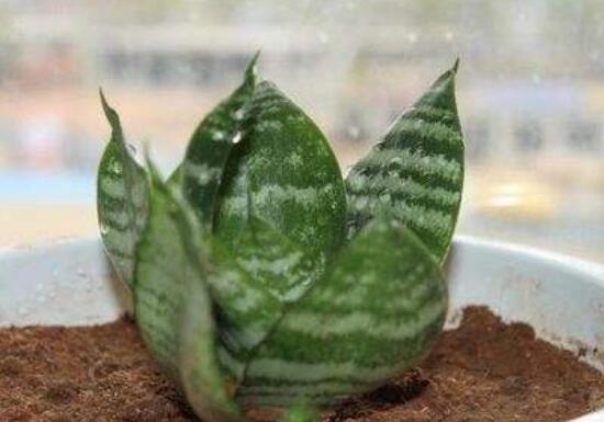 虎皮蘭葉子干癟發(fā)軟怎么辦，兩招幫你搞定疑難雜癥