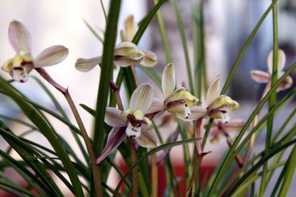 蘭花幾月開，不同品種開花時(shí)期不同