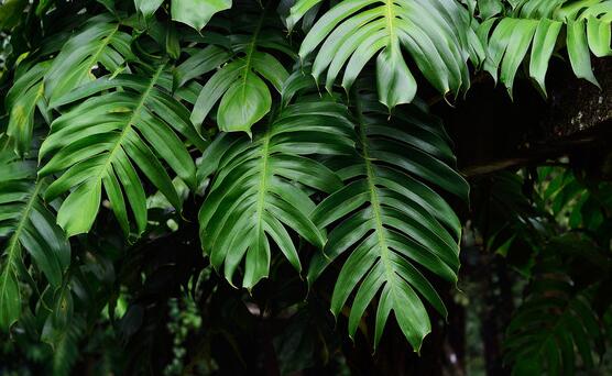 龜背竹晚上放臥室嗎，可以/凈化空氣、添福加壽、有利健康