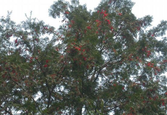 紅豆杉會開花嗎，紅豆杉悉心養(yǎng)護(hù)三年能開花結(jié)果