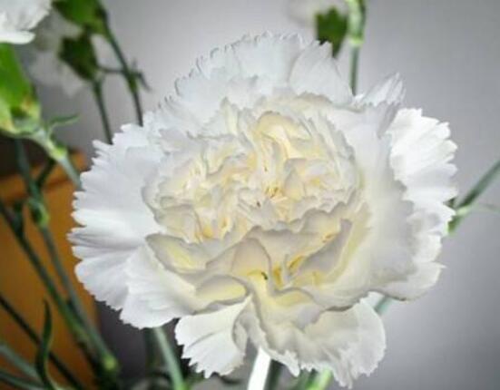 康乃馨送什么人，送母親最為合適(最真摯深愛)