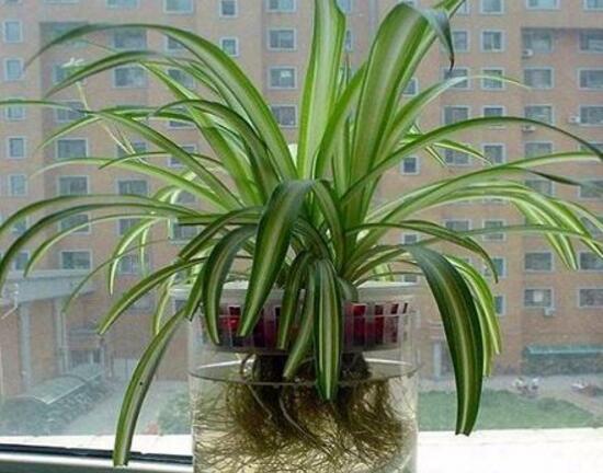 吊蘭可以水培嗎，水養(yǎng)吊蘭怎么養(yǎng)才茂盛