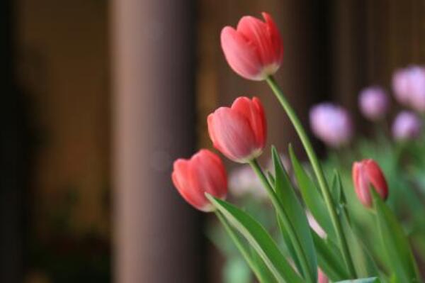 郁金香花開后的處理，以下5步處理保證來年繼續(xù)開花