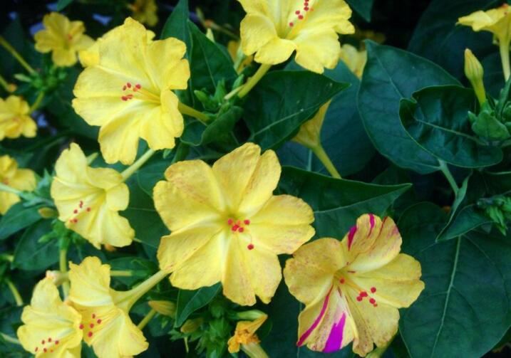 茉莉的養(yǎng)殖方法和注意事項，過多的澆水會導致茉莉死亡