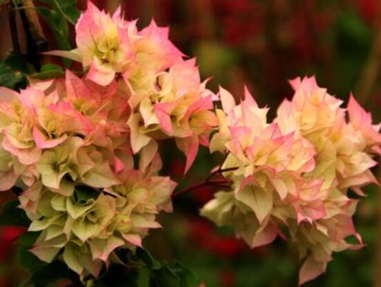 三角梅的養(yǎng)護(hù)，教你兩種簡(jiǎn)單養(yǎng)護(hù)方法(花期前和花期后)