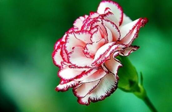 送康乃馨代表什么，母親我愛你、溫馨的祝福