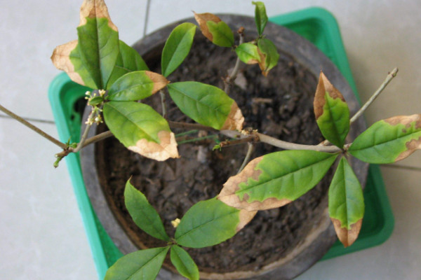 桂花葉子干枯怎么急救，換土控溫/剪葉增濕