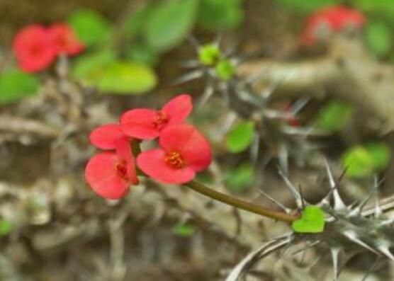 虎刺梅扦插方法，教你五個(gè)步驟扦插爆盆