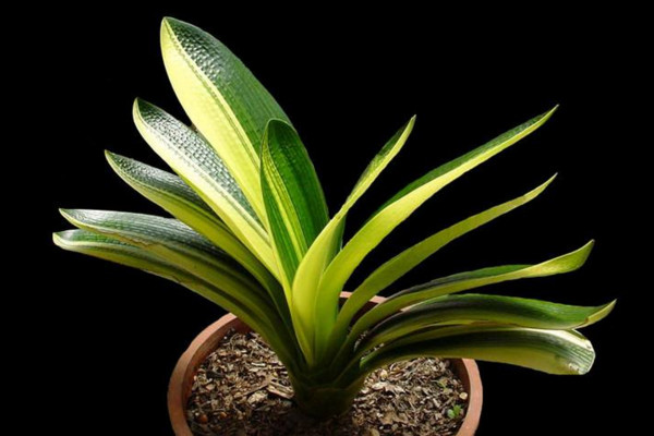 怎么識(shí)別君子蘭缺水，缺水植株葉片會(huì)干枯發(fā)皺