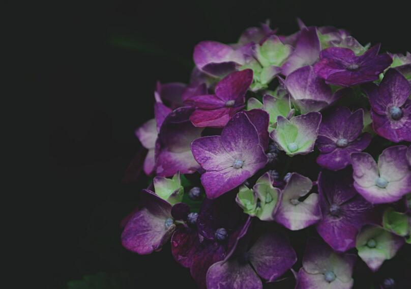 繡球花有多少品種，最珍貴的5種花型