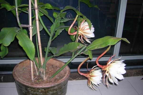 曇花幾年開(kāi)花，養(yǎng)殖三年左右才能開(kāi)花