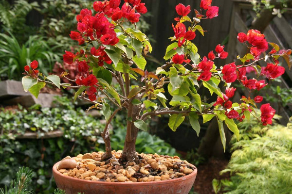 三角梅主干怎樣養(yǎng)粗，及時追肥/修枝剪葉