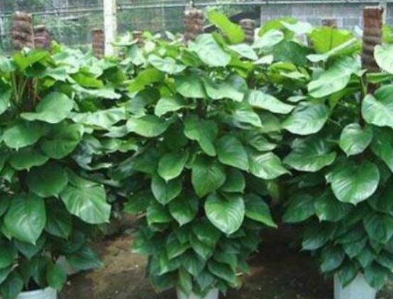 大葉綠蘿的養(yǎng)殖方法和注意事項，老農(nóng)總結(jié)七大養(yǎng)殖方法