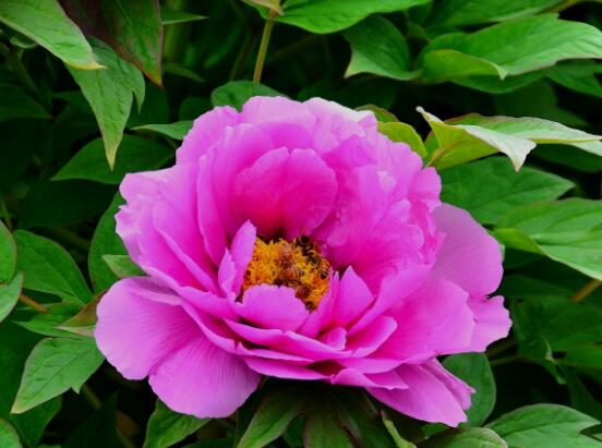 牡丹花養(yǎng)殖方法和注意事項，老農(nóng)總結七大基本養(yǎng)殖方法