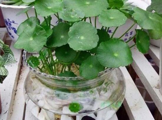 銅錢草爛根是什么原因，銅錢草爛根了怎么辦