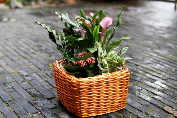 馬蹄蓮插花瓶能養(yǎng)多久，養(yǎng)護得當可保存半個月以上