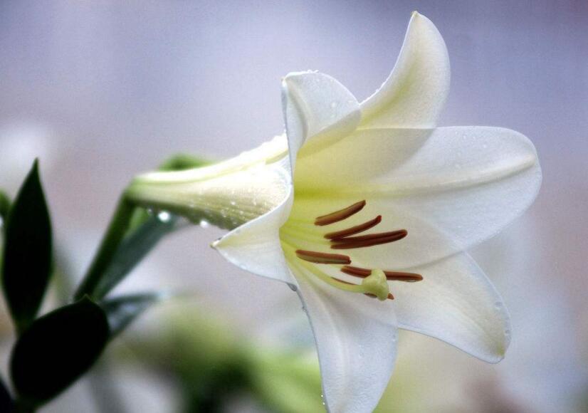 百合花怎么養(yǎng)水里，水培的4個(gè)注意事項(xiàng)