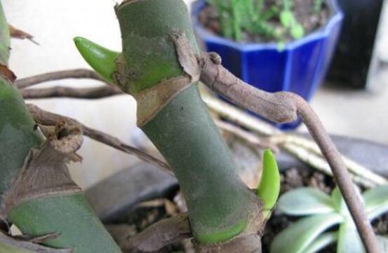 龜背竹的扦插方法，以10厘米枝條為主/注意保留氣生根