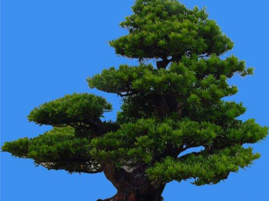 羅漢松能種大門兩邊嗎，可以/趨吉避兇、辟邪化煞