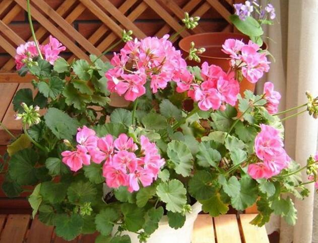 天竺葵怎樣施肥，最好選擇喜肥進(jìn)行施加