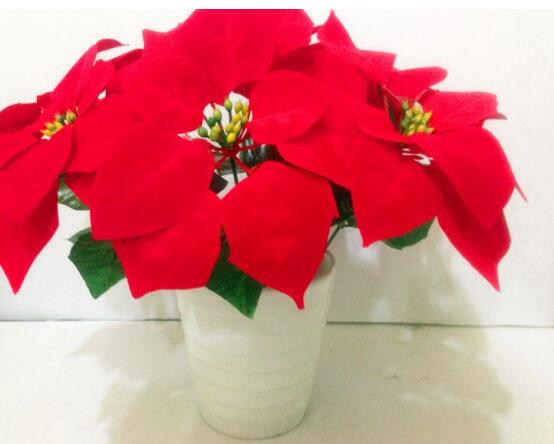 一品紅怎么修剪，一品紅修剪方法