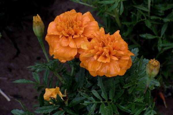 菊花盆栽如何扦插，完成扦插可通過(guò)5步進(jìn)行