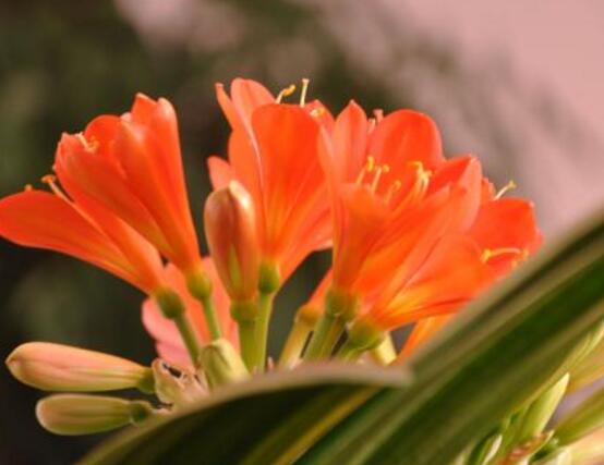 君子蘭施肥時間，早上施肥生長最佳