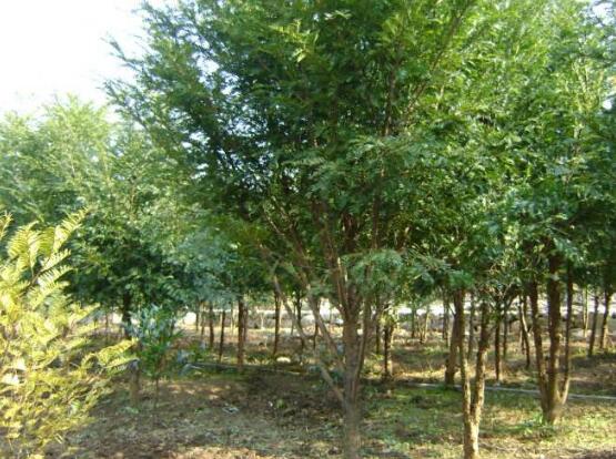 紅豆杉的花語是什么，紅豆杉代表著高雅、思念之情