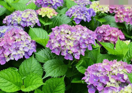 藍(lán)繡球花語是什么，代表著背叛、見異思遷(純凈)