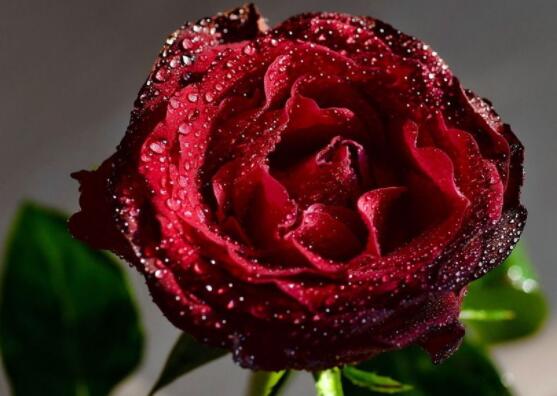 月季和玫瑰的區(qū)別，最直觀的三種分辨方法