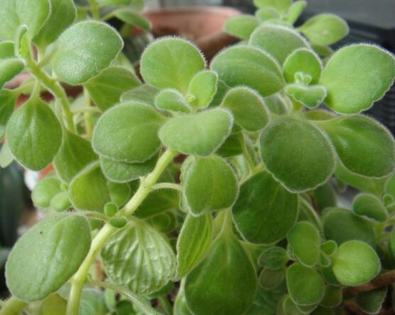 碰碰香的功效與作用，凈化空氣、消炎消腫，制作香精