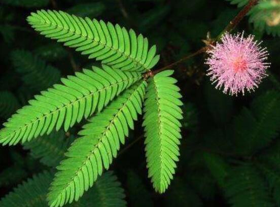 含羞草有什么功能，趣味性十足、預(yù)測(cè)天氣、凈化空氣