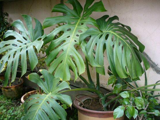 龜背竹怎么養(yǎng)，龜背竹養(yǎng)殖方法