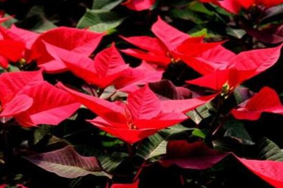 一品紅如何剪枝，春夏季節(jié)修剪最好(兩次摘心)