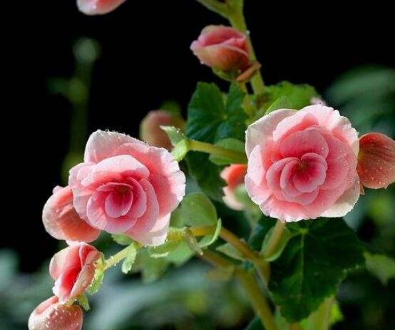 草本海棠花的養(yǎng)殖方法，老農(nóng)總結(jié)出七大最簡單養(yǎng)殖方法