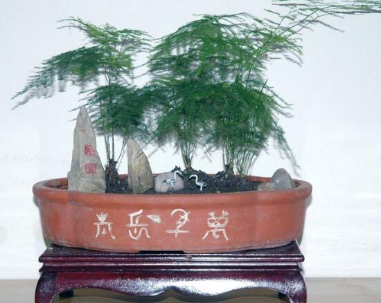 文竹花盆里有小白蟲子怎么辦，噴殺蟲劑清除害蟲