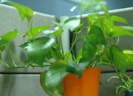 綠蘿用什么盆養(yǎng)好，塑料盆與紫砂盆是養(yǎng)殖最佳選擇 