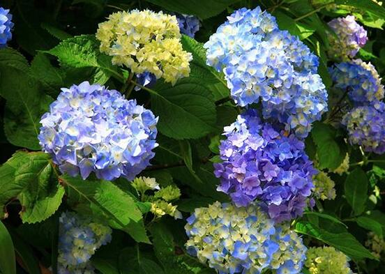 繡球不開花的原因，教你三種原因以及解決辦法