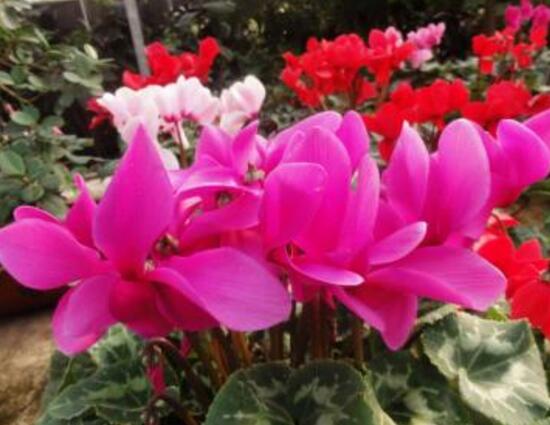 仙客來怎么施肥，仙客來施什么肥最好/液態(tài)肥為主